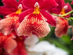 Orchidée