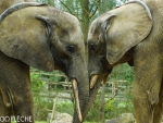 Éléphants