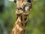 Girafe