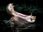 Hippopotame