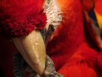 Ara rouge