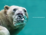 Ours polaire